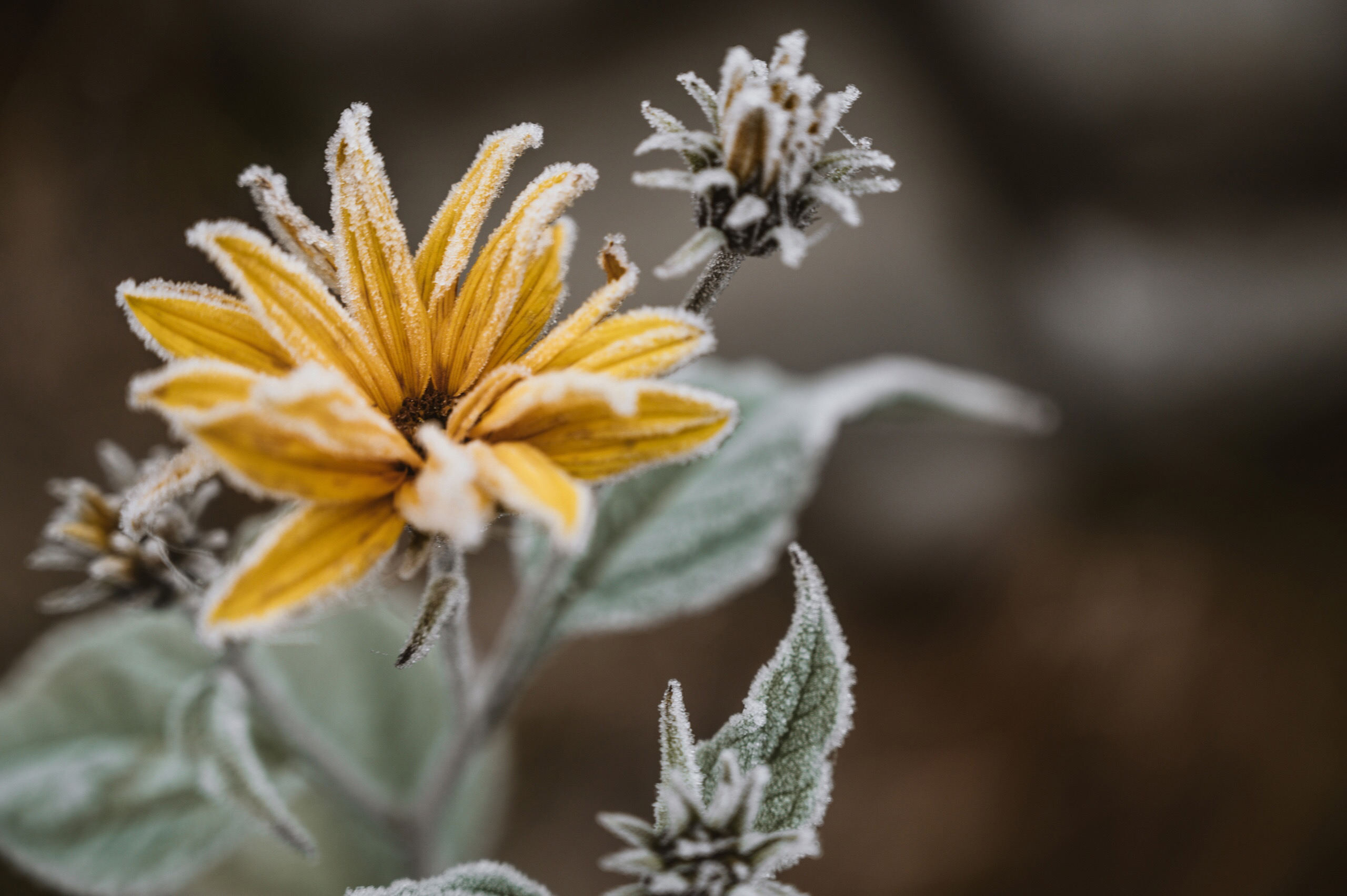 Frost, Pflanzen und Schutz für Deinen Garten