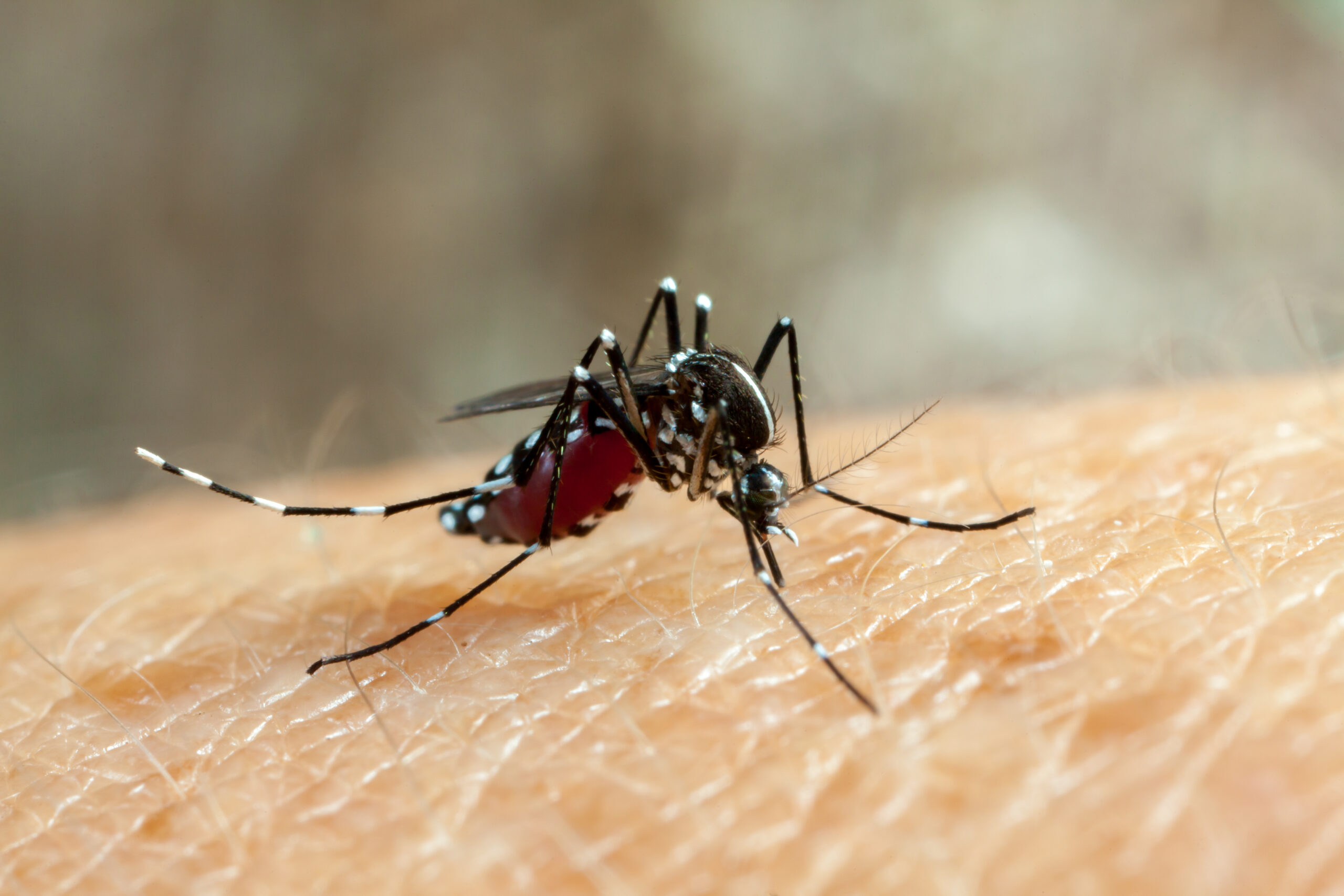 Mücken abwehren, deswegen hier die Top 5 der mückenabwehrenden Superpflanzen