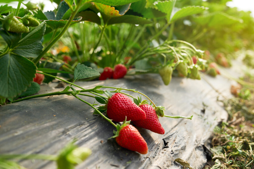Erdbeeren selbst pflanzen und ernten. So schön können Erdbeeren werden.