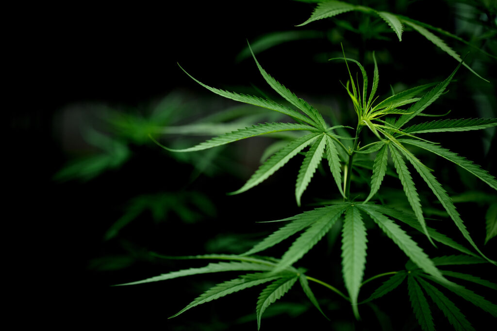 Cannabis anbauen. Gras selbst anbauen