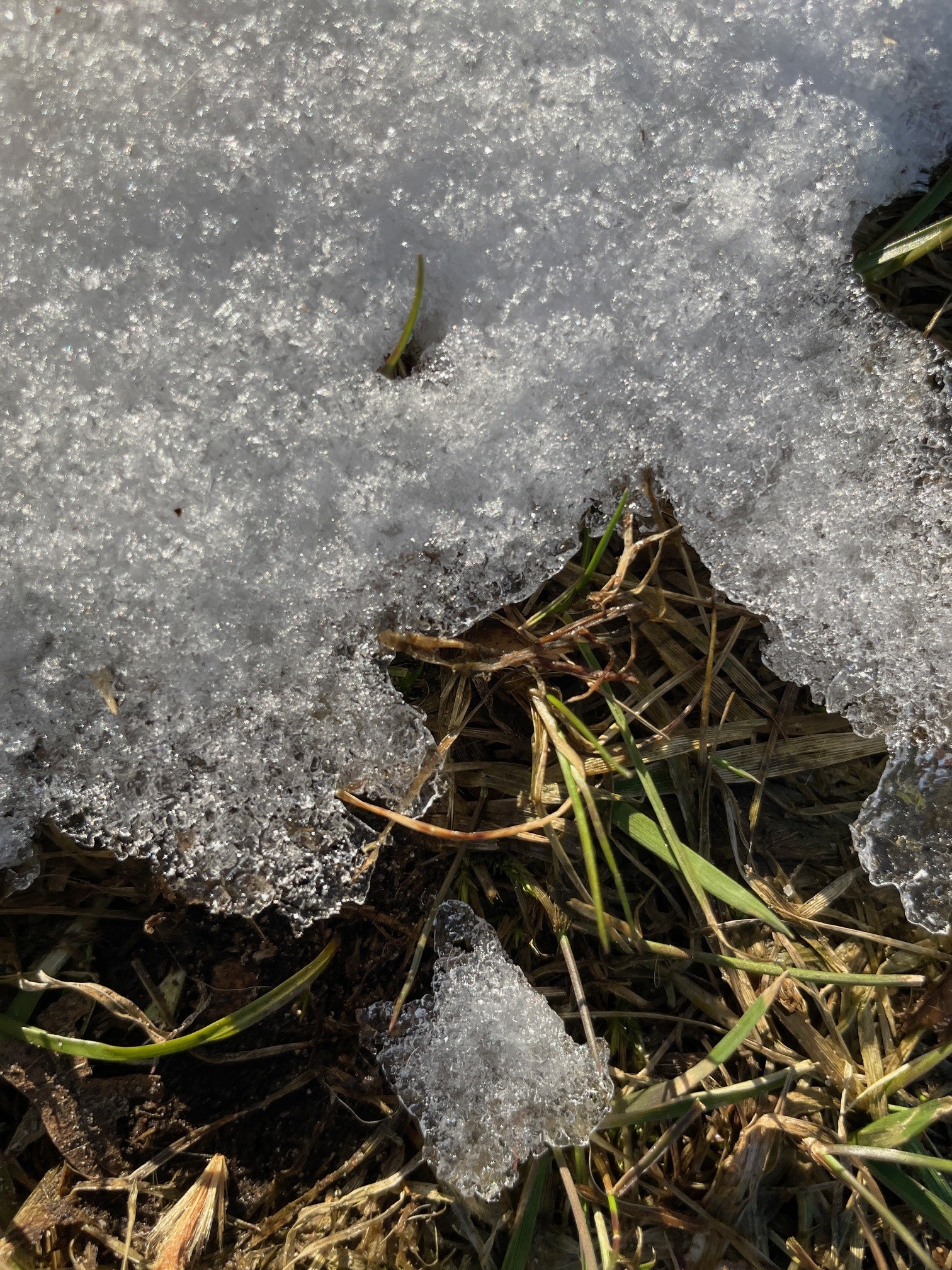 Düngen im Februar